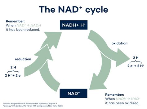 what compound receives electrons from nadh|Introduction to cellular respiration and redox .